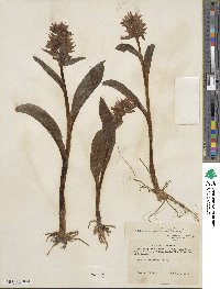 Dactylorhiza aristata image