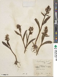 Dactylorhiza aristata image