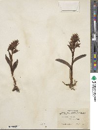 Dactylorhiza aristata image