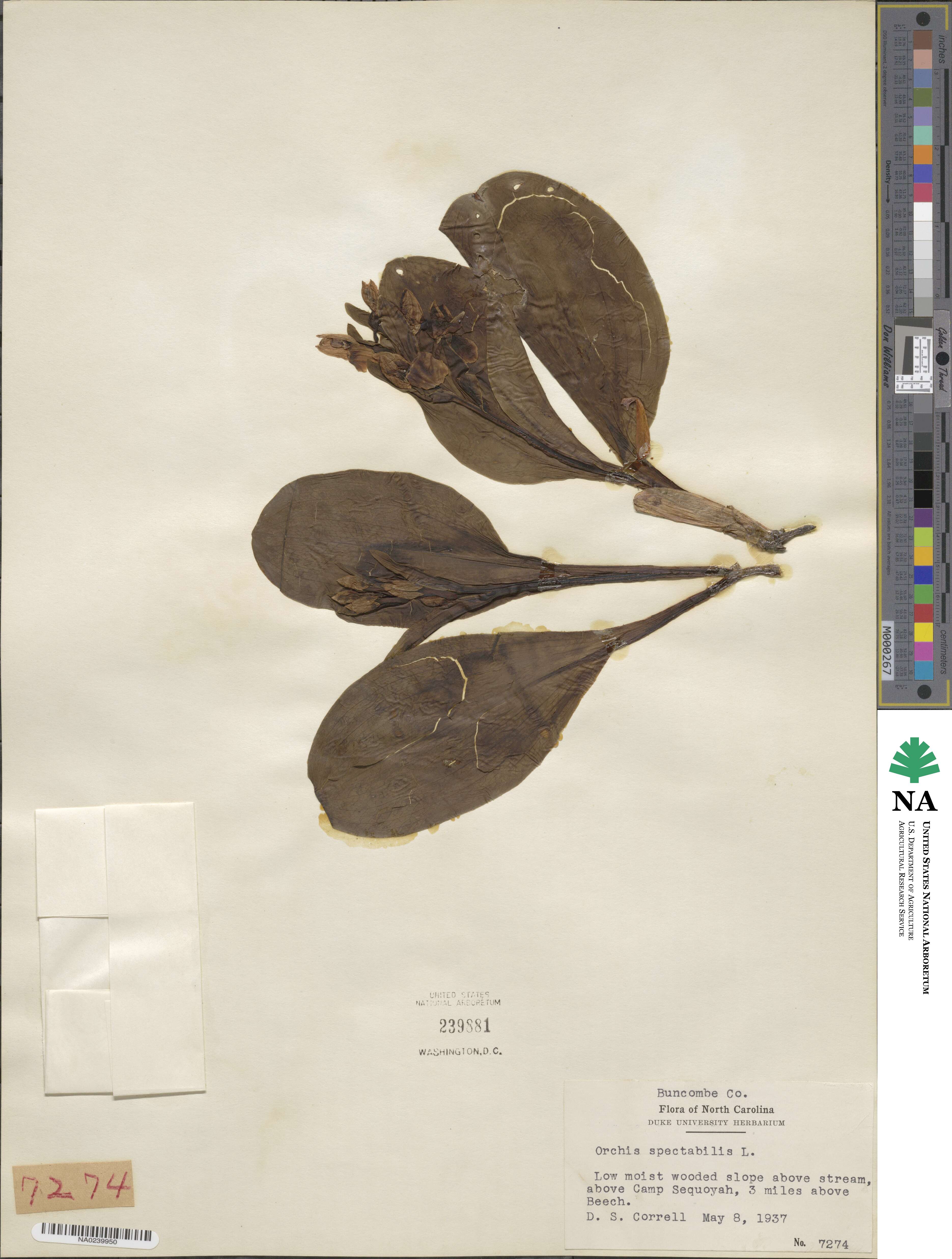 Galearis spectabilis image