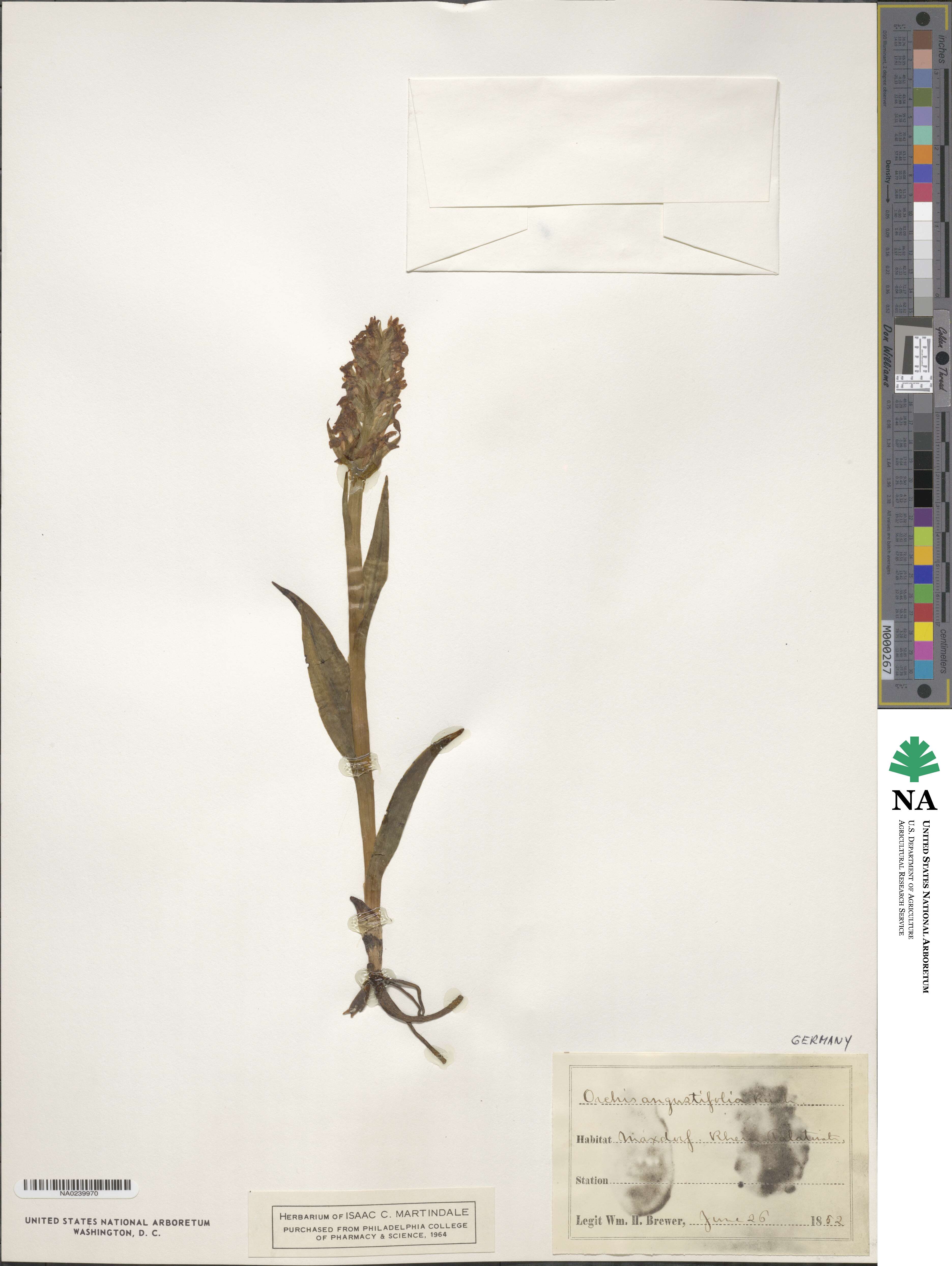 Orchis angustifolia image