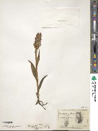 Image of Orchis angustifolia