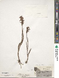 Image of Anacamptis coriophora