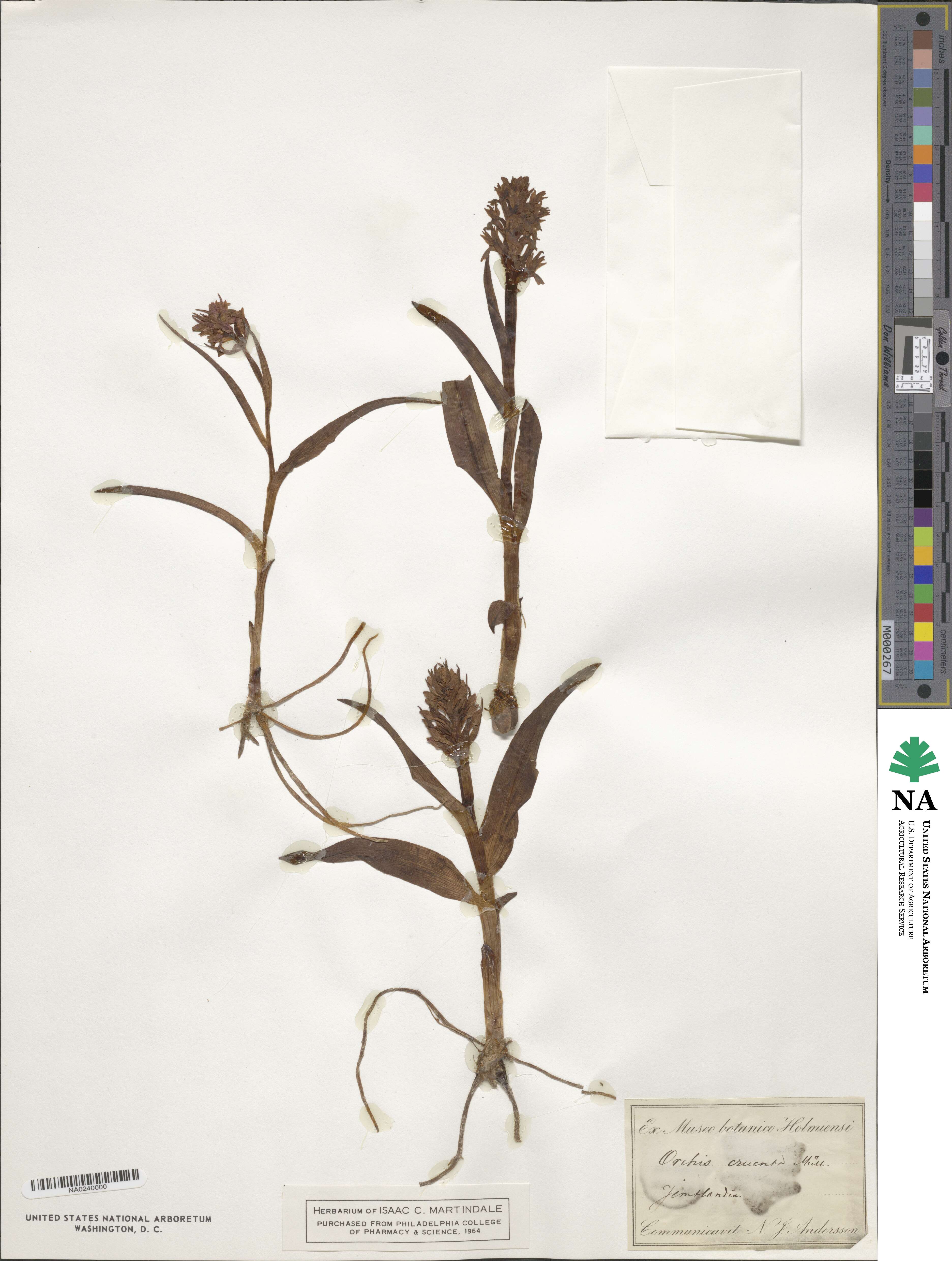 Orchis cruenta image