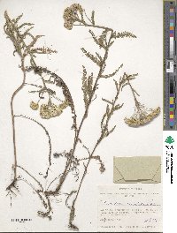 Achillea asiatica image