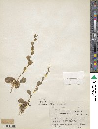 Samolus valerandi subsp. parviflorus image