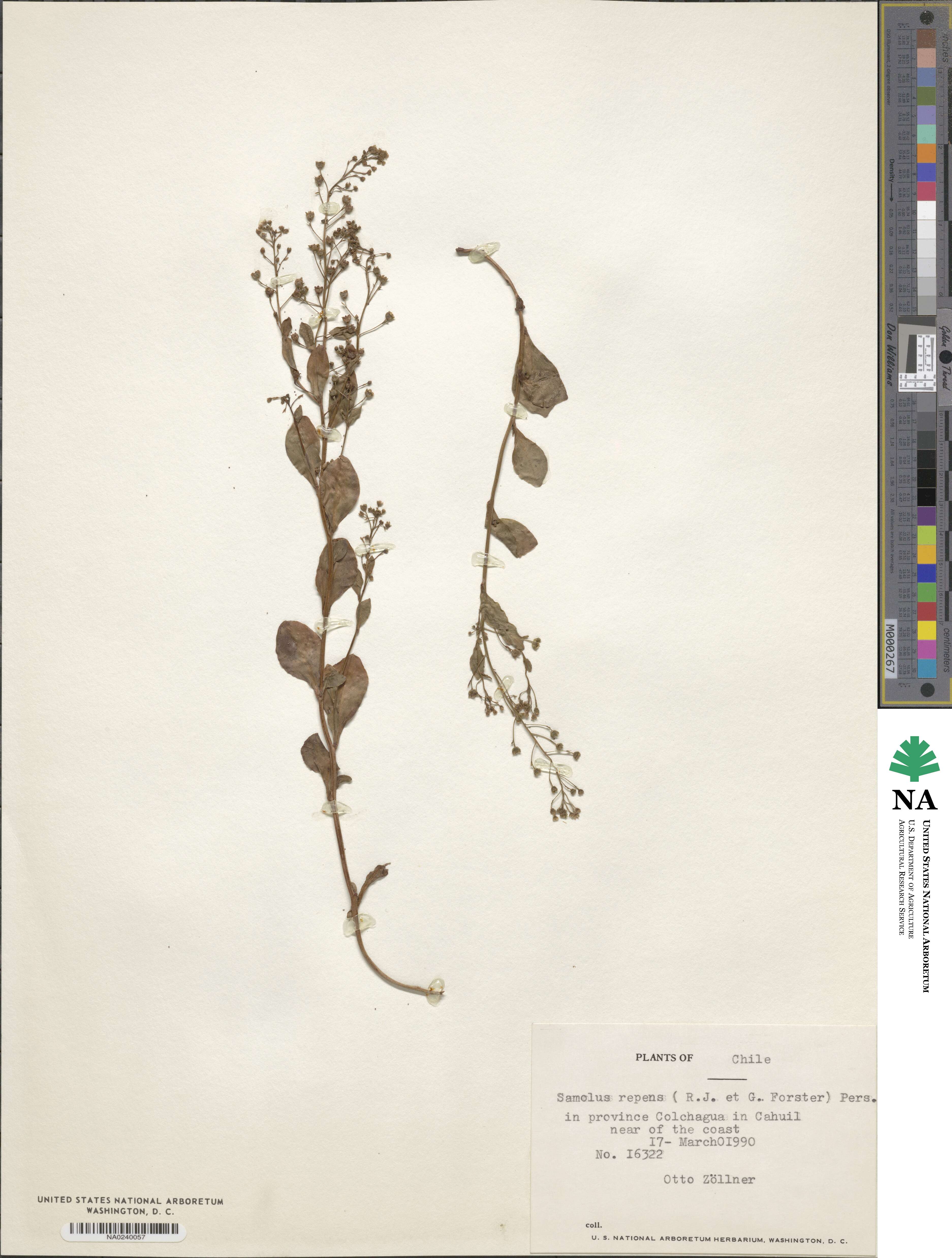 Samolus repens image