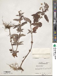 Lysimachia ciliata image