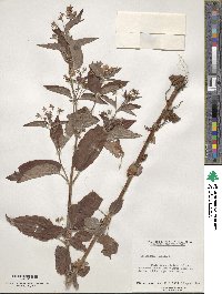 Lysimachia ciliata image