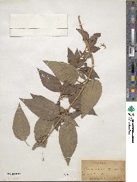 Lysimachia ciliata image