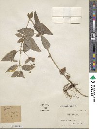 Lysimachia ciliata image