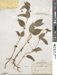 Lysimachia ciliata image