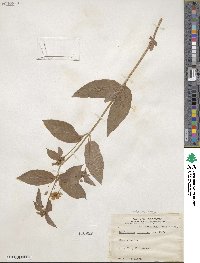 Lysimachia ciliata image