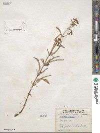 Lysimachia ciliata image