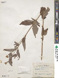 Lysimachia ciliata image