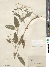 Lysimachia ciliata image