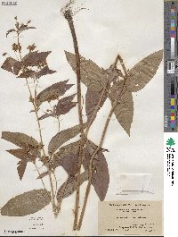 Lysimachia ciliata image