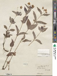 Lysimachia ciliata image