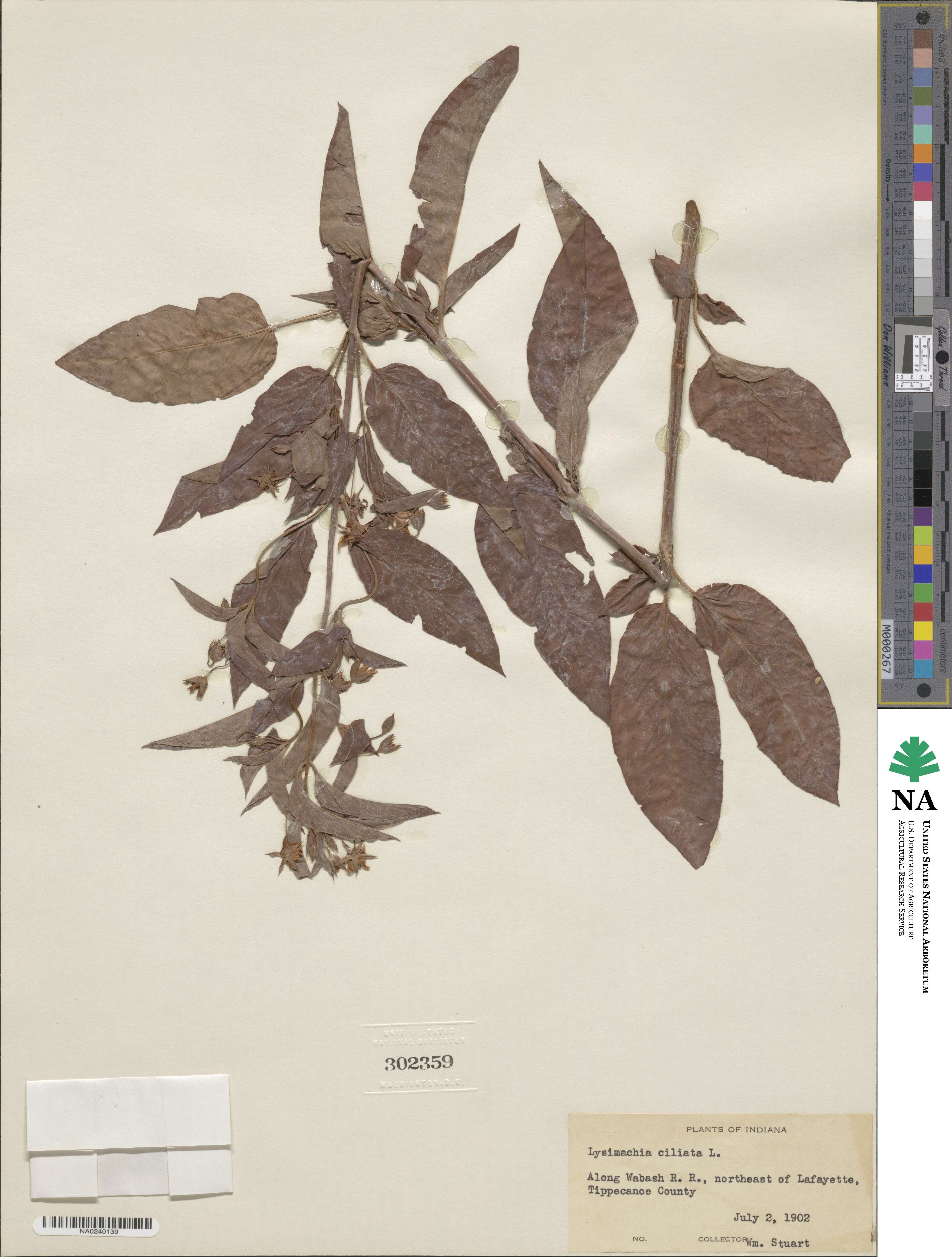 Lysimachia image