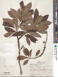 Myrsine coriacea subsp. coriacea image