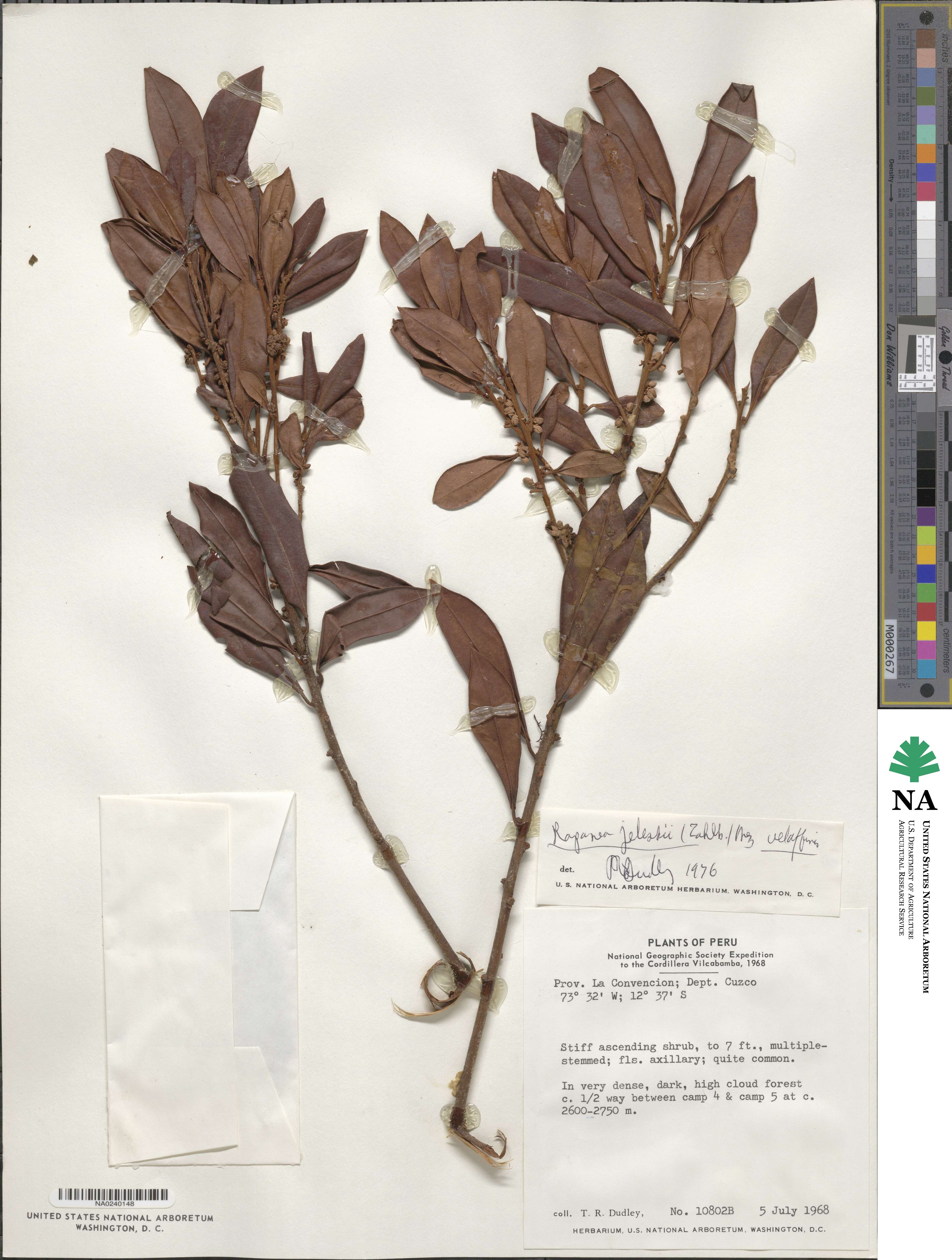 Myrsine coriacea subsp. coriacea image