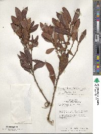 Myrsine coriacea image