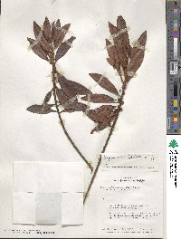 Myrsine coriacea subsp. coriacea image