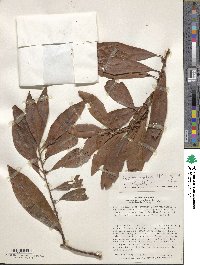 Image of Myrsine latifolia