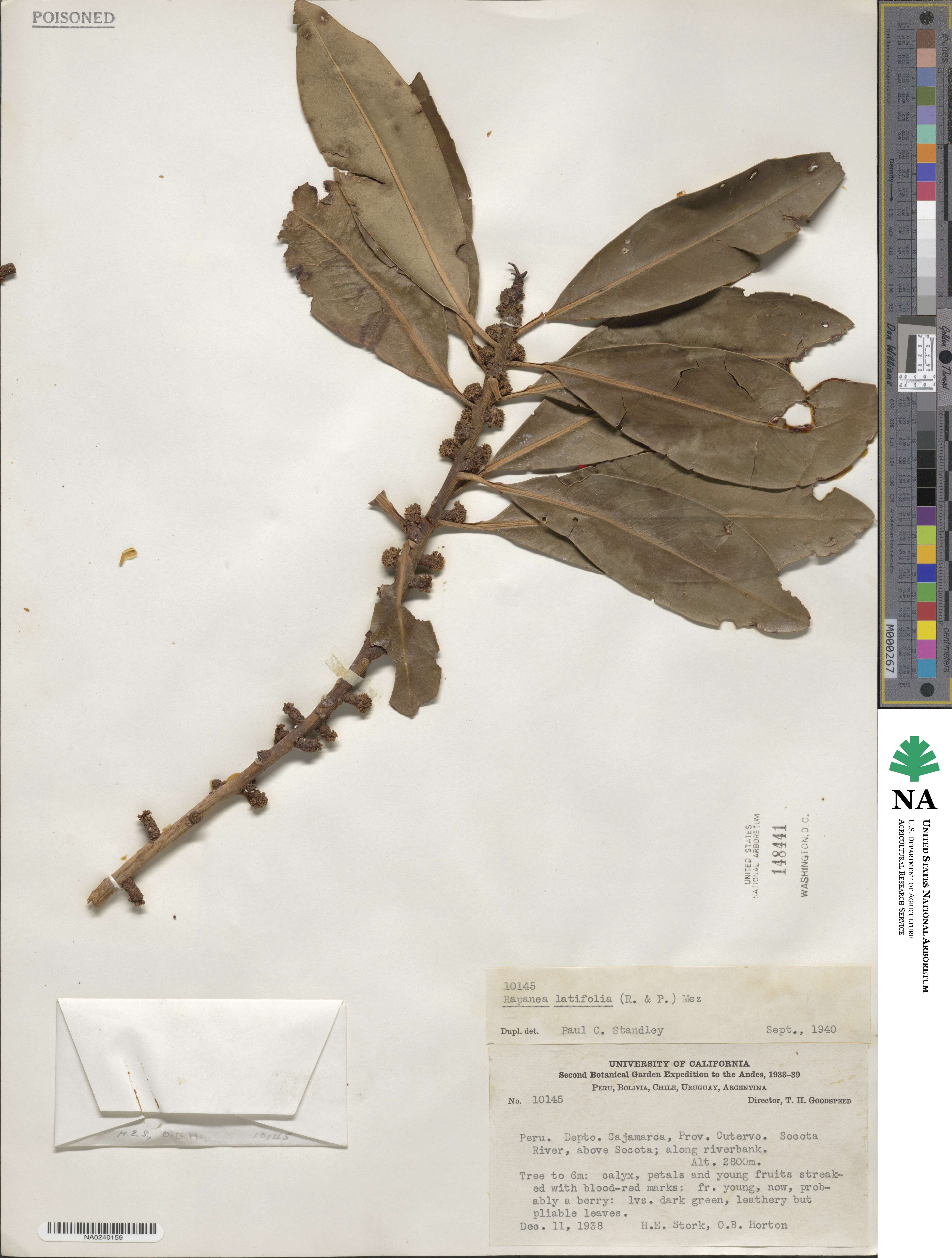 Myrsine latifolia image