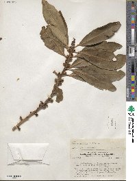 Myrsine latifolia image