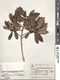 Image of Myrsine parvifolia