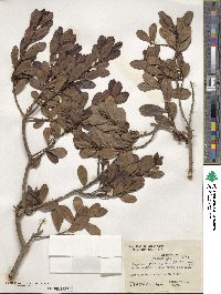 Myrsine parvifolia image