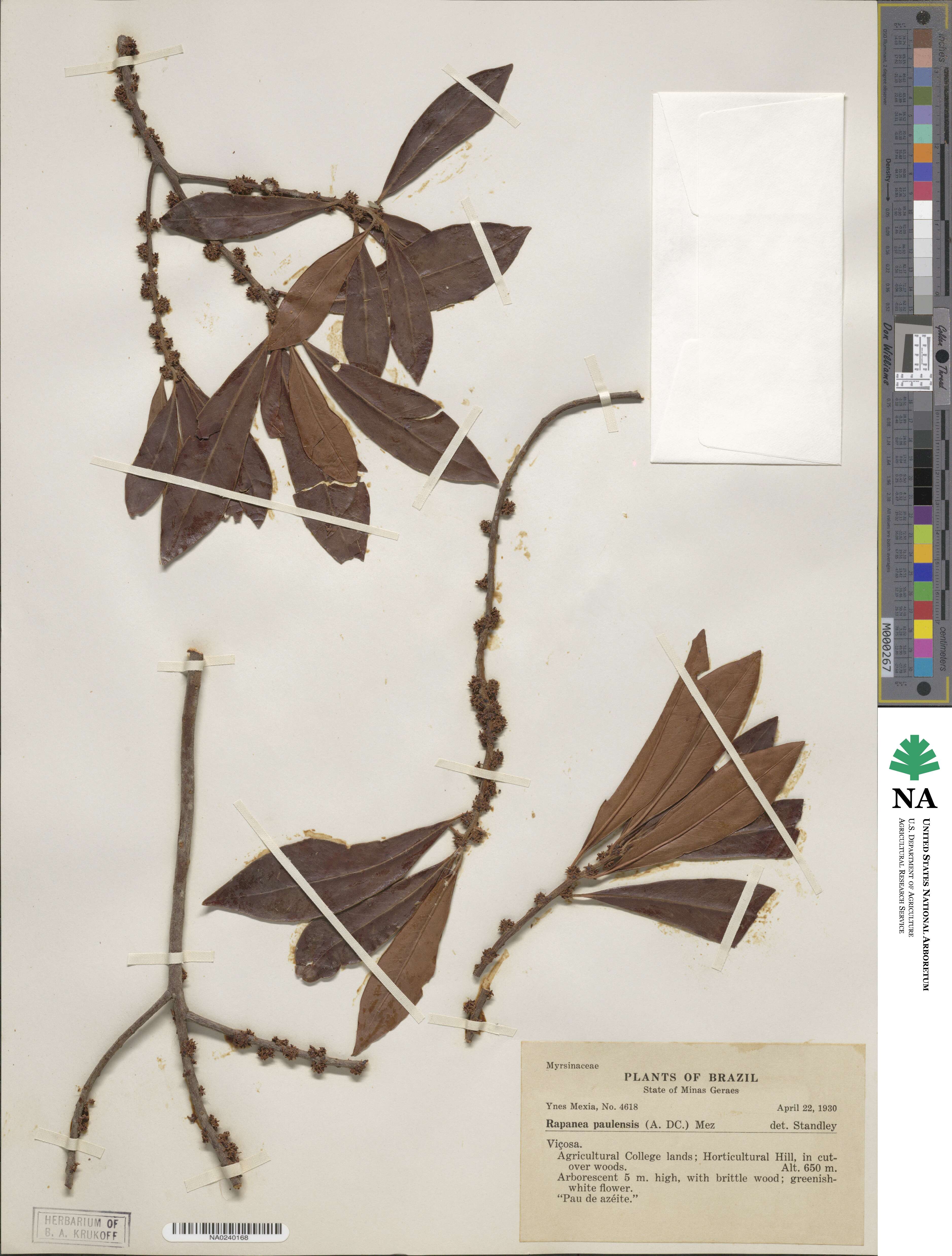 Myrsine coriacea subsp. coriacea image