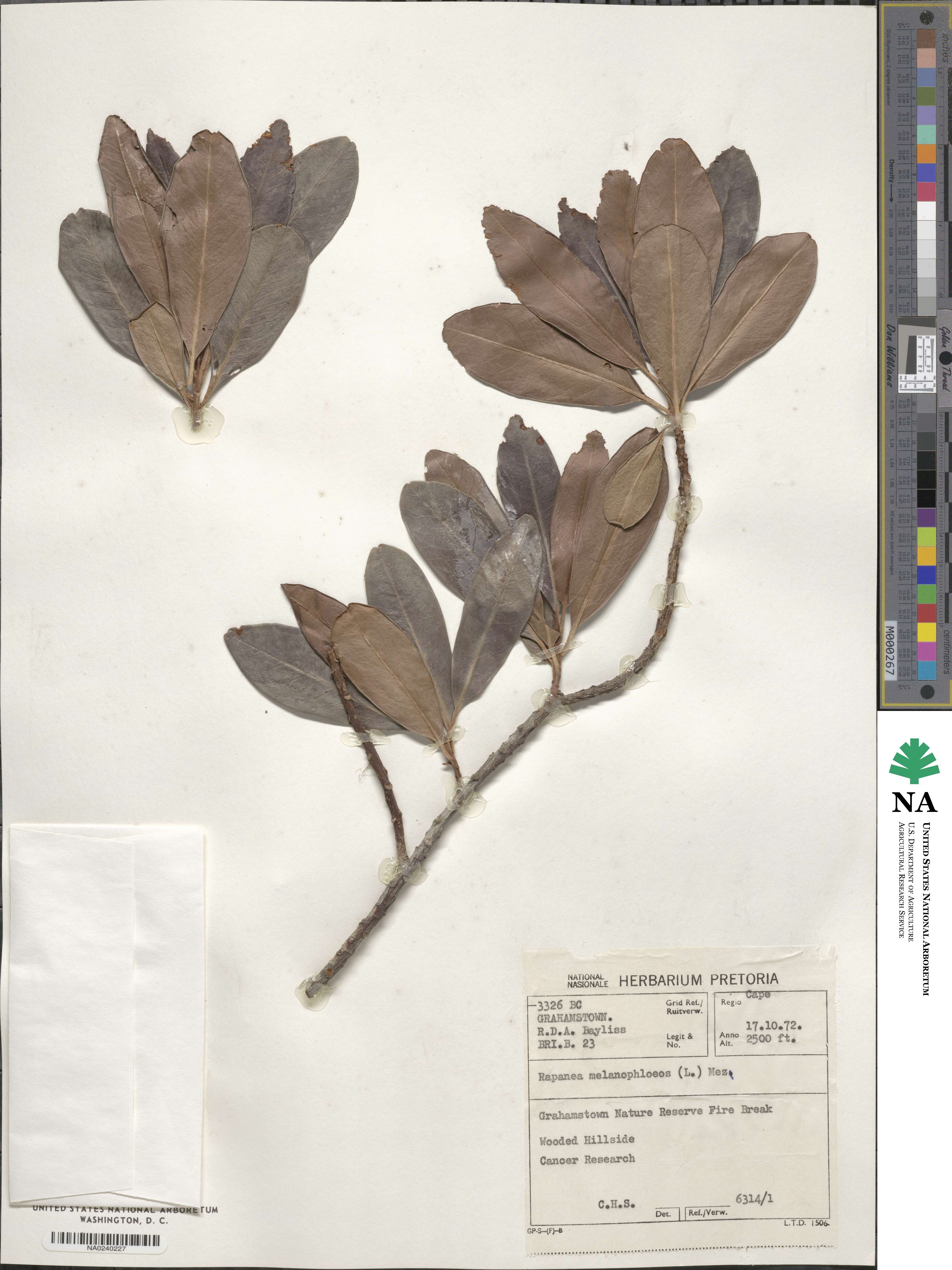Myrsine melanophloeos image
