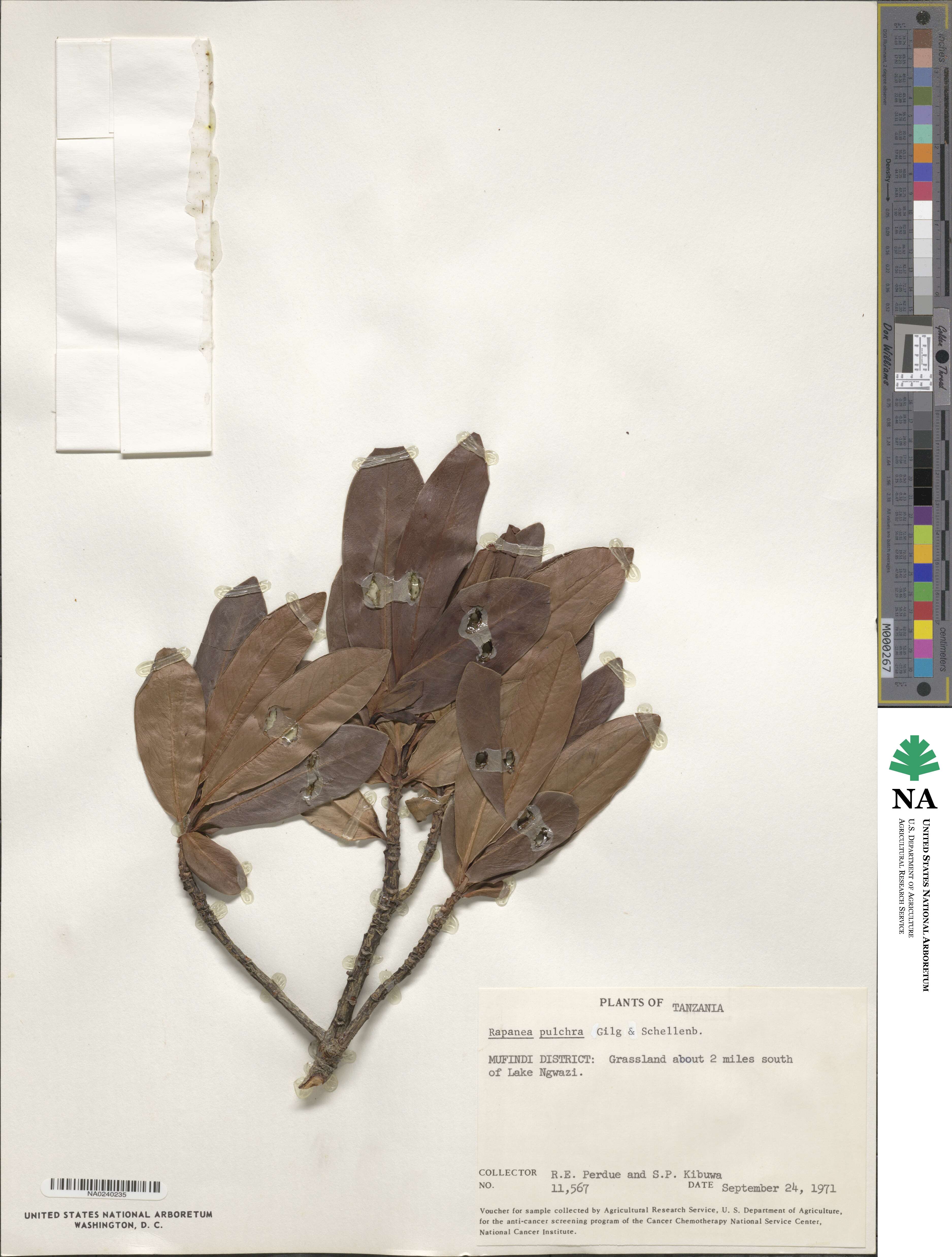 Myrsine melanophloeos image