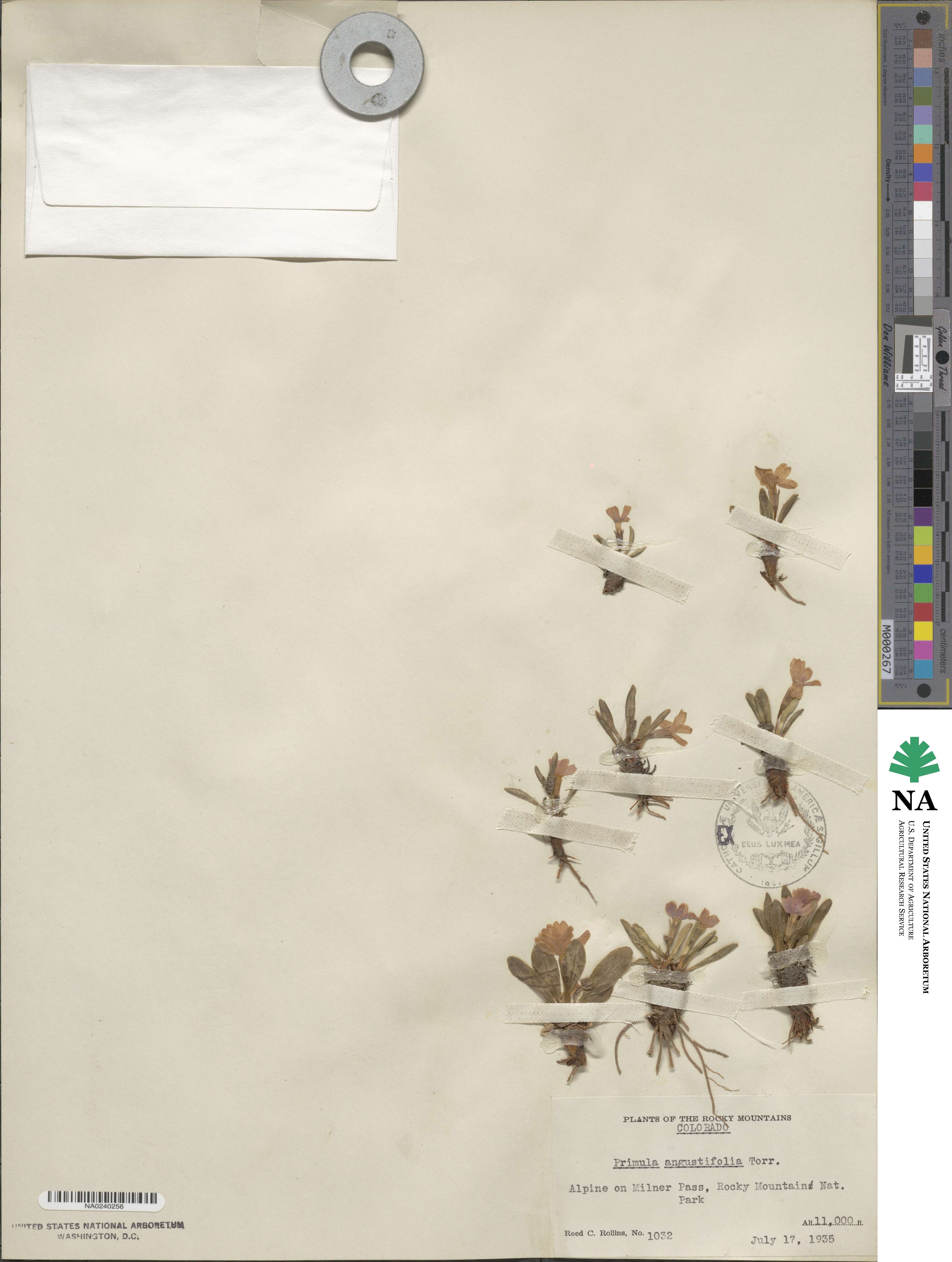 Primula farinosa subsp. farinosa image