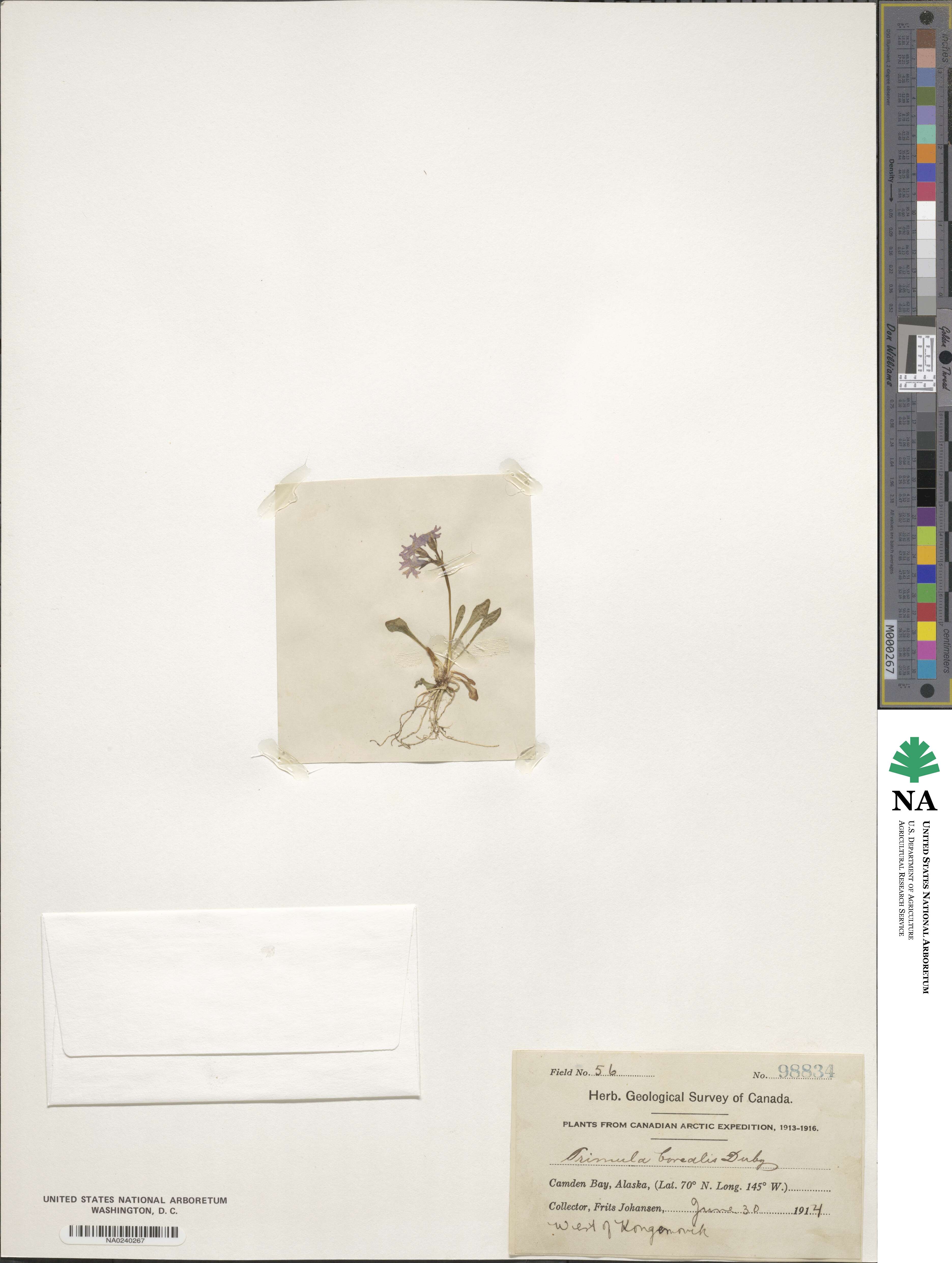 Primula borealis image