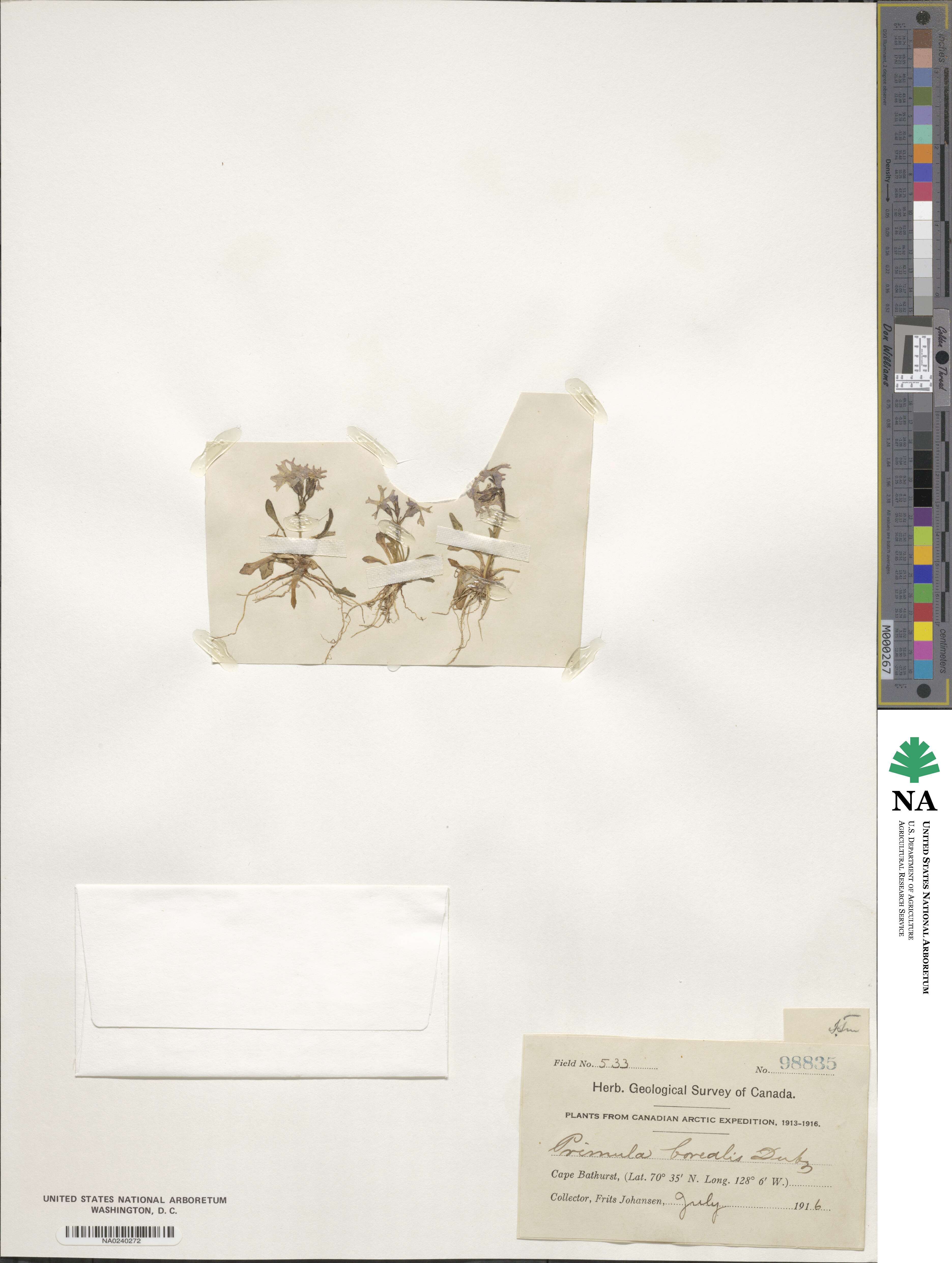 Primula borealis image