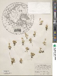 Primula cuneifolia image