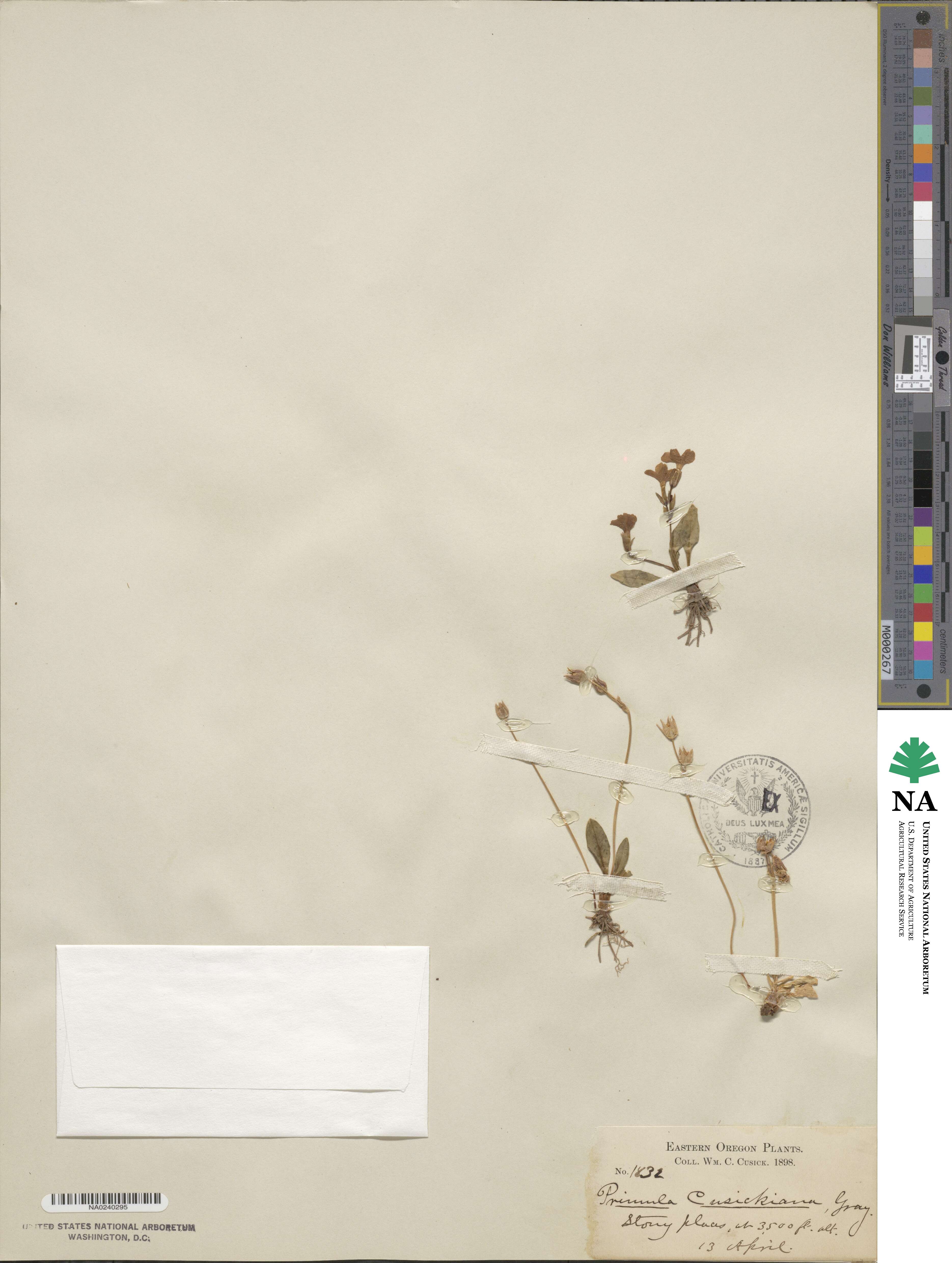Primula cusickiana image