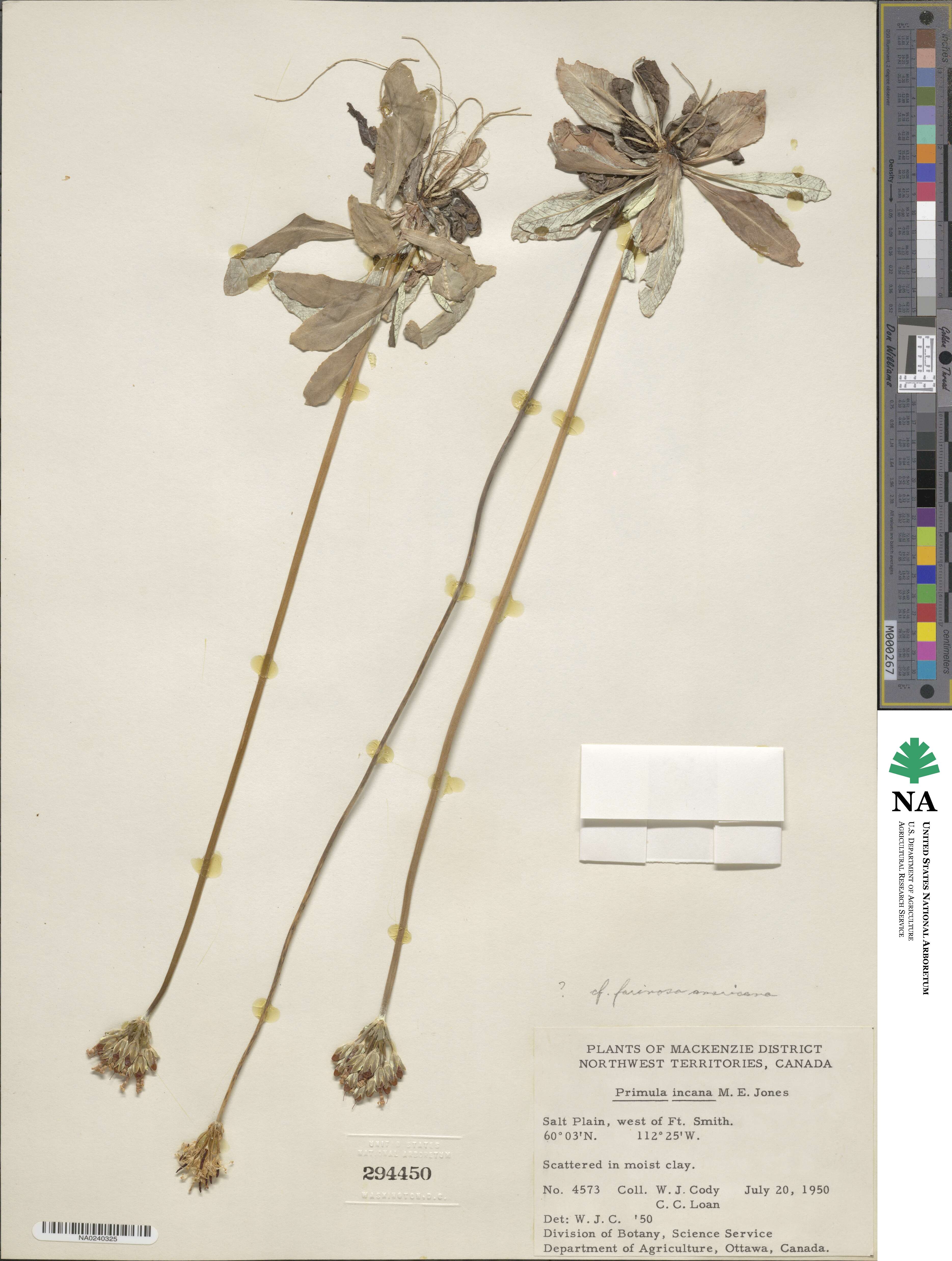 Primula incana image
