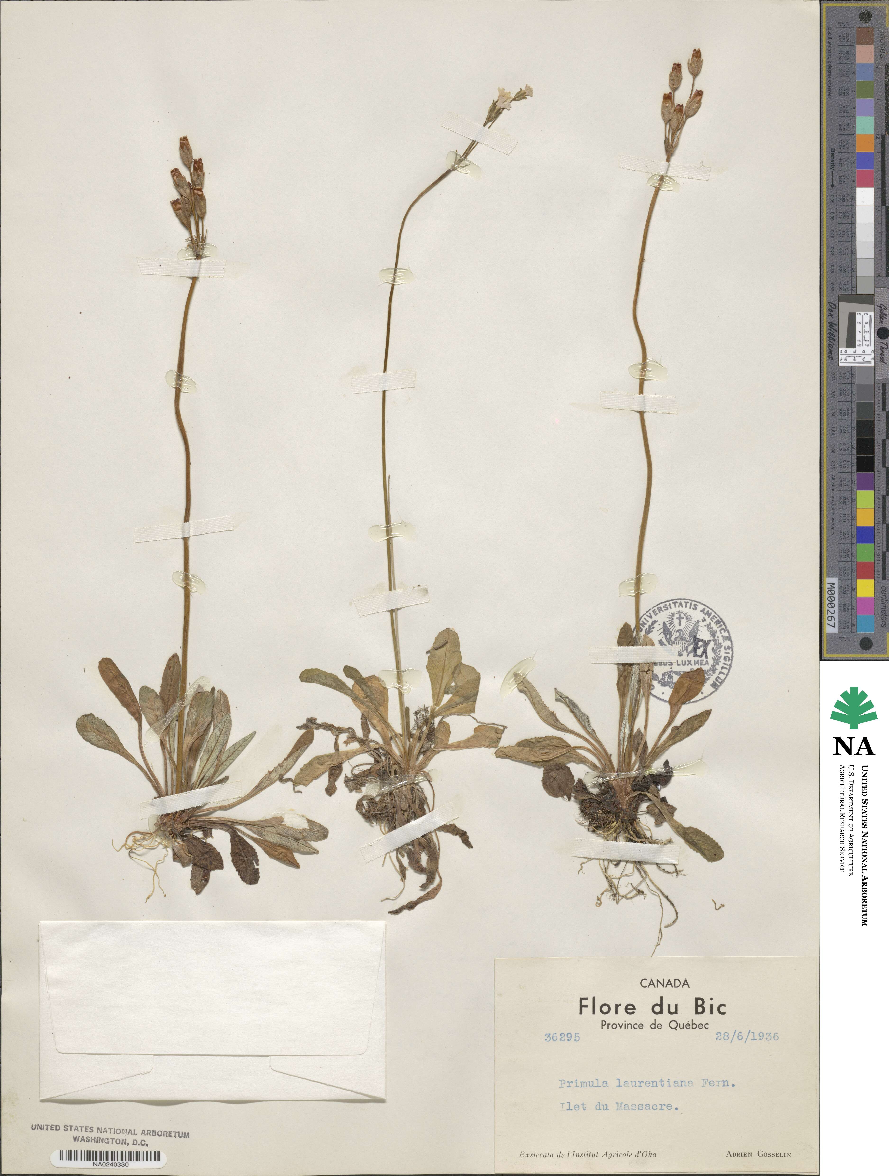 Primula laurentiana image