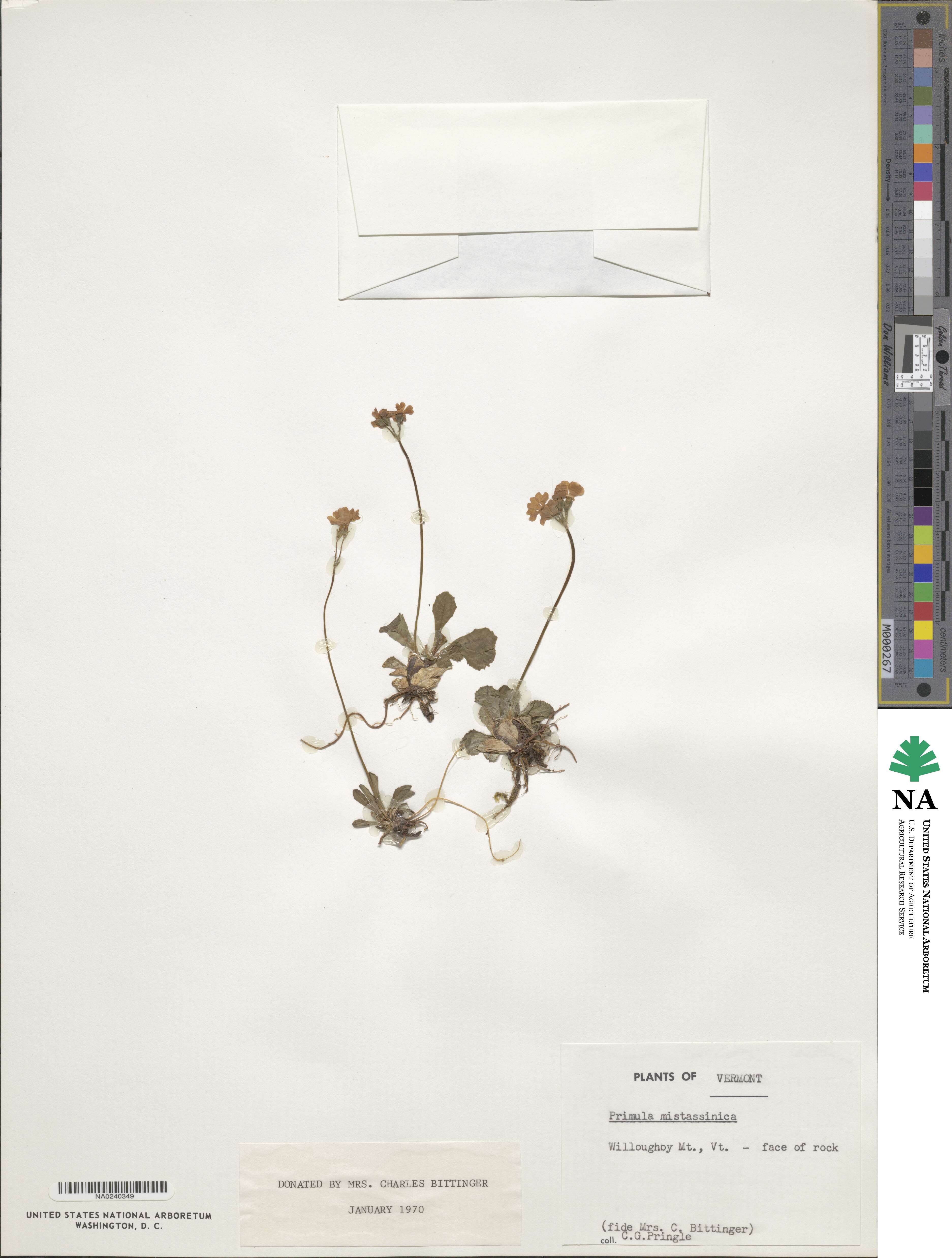 Primula mistassinica image