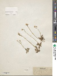 Primula mistassinica image