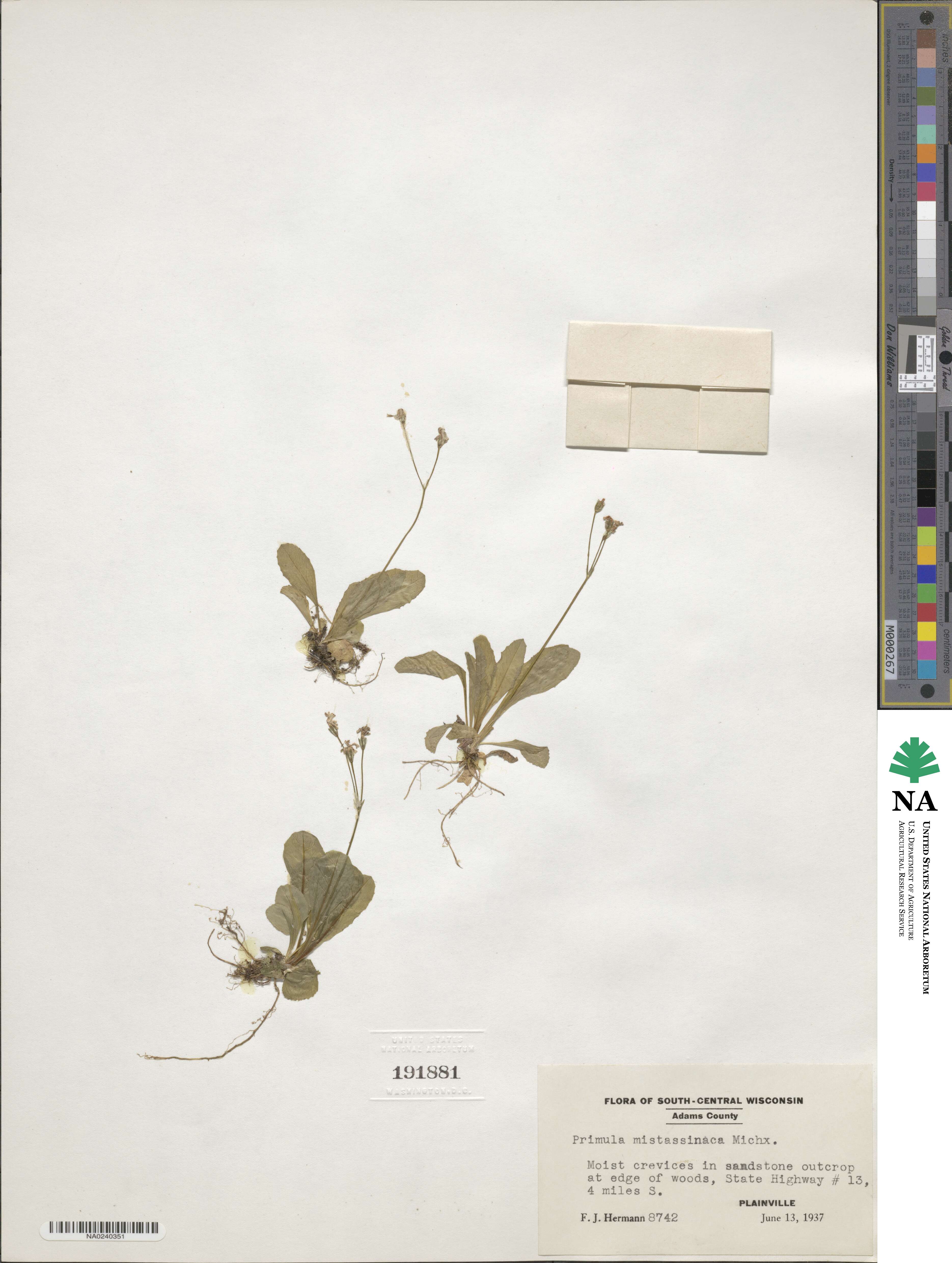 Primula mistassinica image