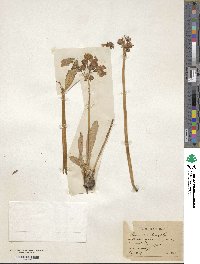 Primula parryi image