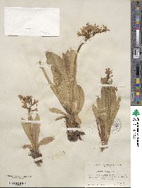 Primula parryi image