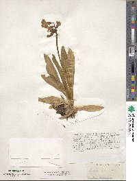 Primula parryi image