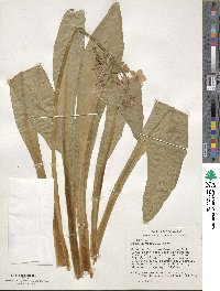 Primula parryi image