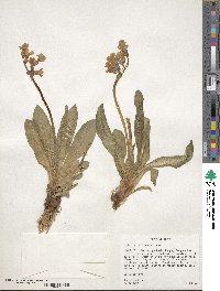 Primula parryi image